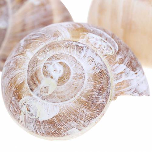 Floristik24 Muszla ślimaka biała myta Mała 250g