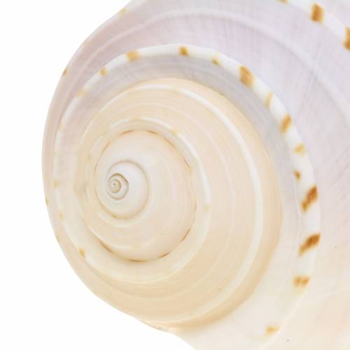 Produkt Deco muszla ślimaka Tonna tessellata natura 10-13cm 4szt