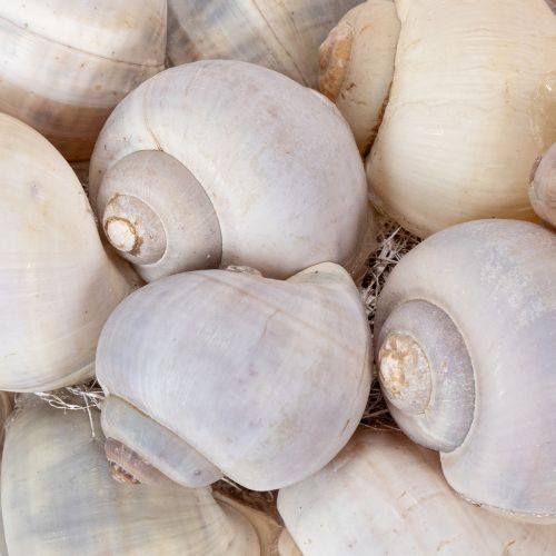 Produkt Wianek ślimakowy do powieszenia, dekoracyjny w stylu marynistycznym, Nathai, Ø35cm