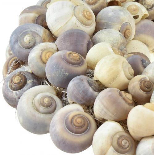 Produkt Wianek ślimakowy do zawieszenia dekoracyjnego wianku morskiego Nathai Ø35cm
