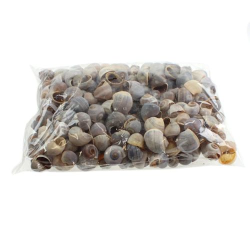 Produkt Naturalne muszle ślimaków 1kg