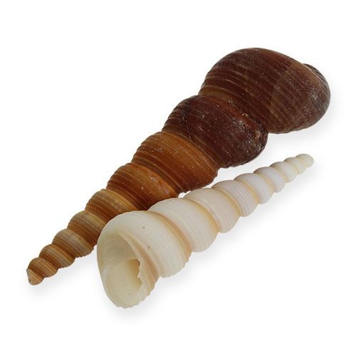Floristik24 Ślimak wieżowy Turritella terebra 1kg