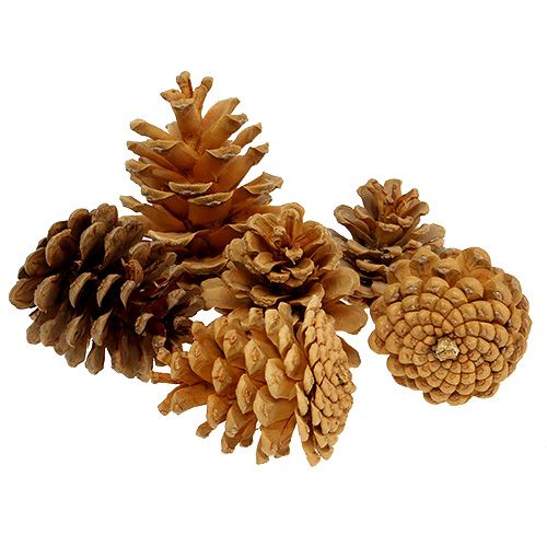 Floristik24 Szyszki sosnowe czarne szyszki dekoracyjne kremowe 5-8cm 1kg