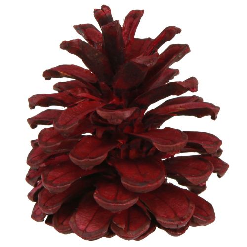 Szyszki sosnowe czarne Bordeaux szyszki dekoracyjne czerwone 6-8cm 6 szt