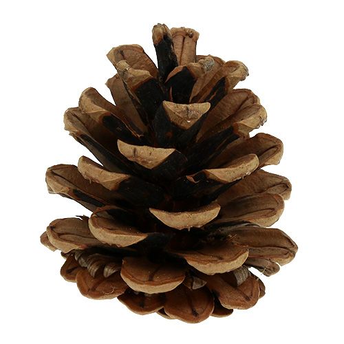 Produkt Szyszki sosny czarnej 5cm naturalne 5szt