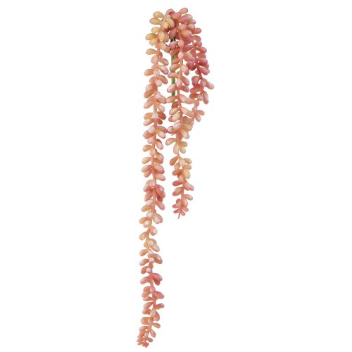 Floristik24 Sedum &#39;Rubin&#39; roślina wisząca – dekoracyjna, łatwa w pielęgnacji sukulenta 43cm 3szt.