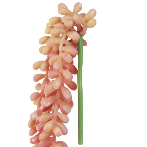 Produkt Sedum 'Rubin' roślina wisząca – dekoracyjna, łatwa w pielęgnacji sukulenta 43cm 3szt.