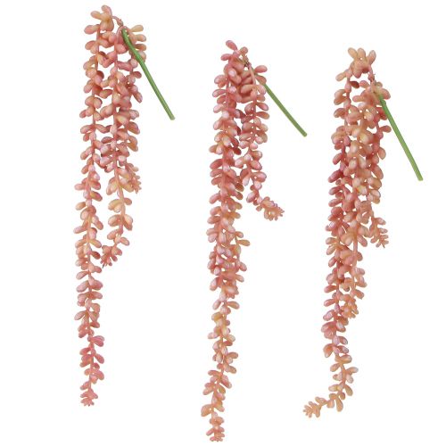 Produkt Sedum 'Rubin' roślina wisząca – dekoracyjna, łatwa w pielęgnacji sukulenta 43cm 3szt.