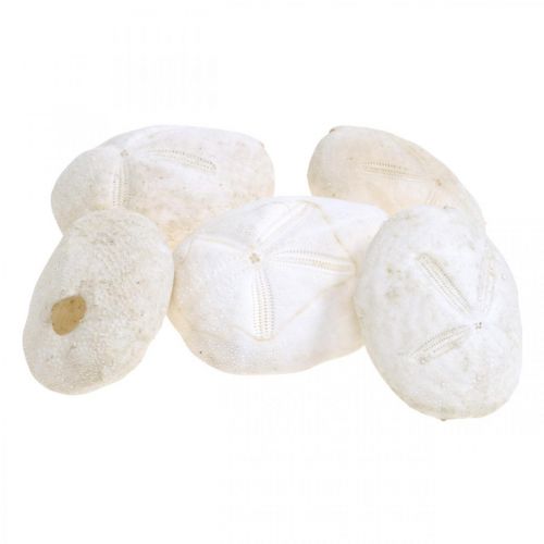 Floristik24 Jeżowiec biały, morska dekoracja naturalna 4cm-6cm 25 szt