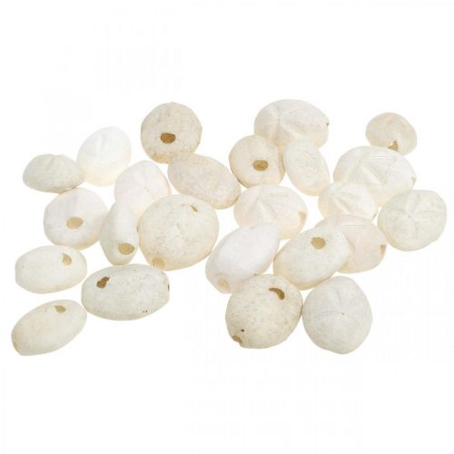Floristik24 Jeżowiec biały, morska dekoracja naturalna 4cm-6cm 25 szt