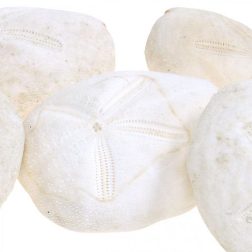 Floristik24 Jeżowiec biały, morska dekoracja naturalna 4cm-6cm 25 szt
