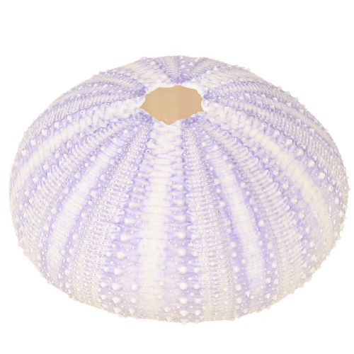 Produkt Obudowa jeżowca w kolorze biało-fioletowym Ø4-6cm 12 szt