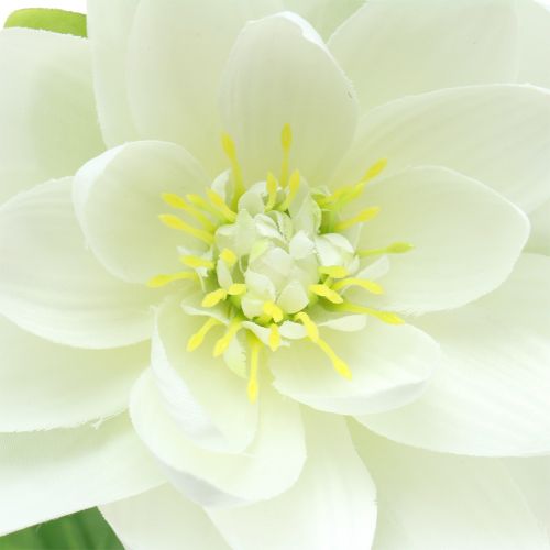 Floristik24 Lilia wodna biała 75cm