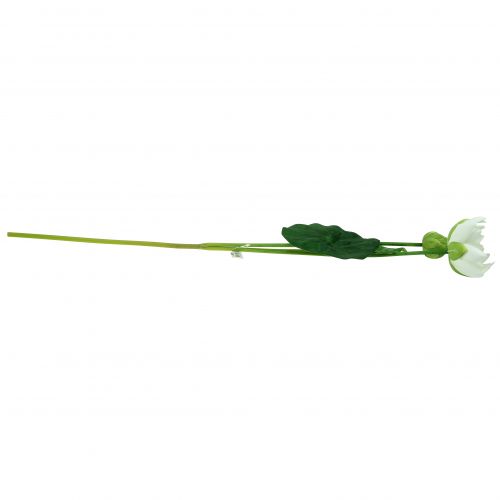 Floristik24 Lilia wodna biała 75cm