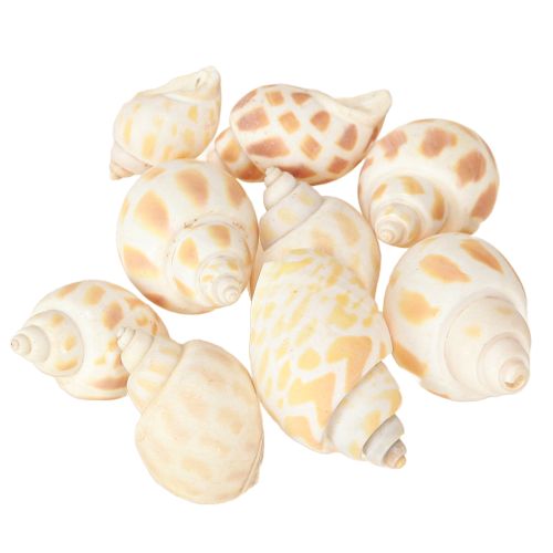 Produkt Ślimaki morskie muszle ślimakowe naturalne morskie 2–4 cm 300 g