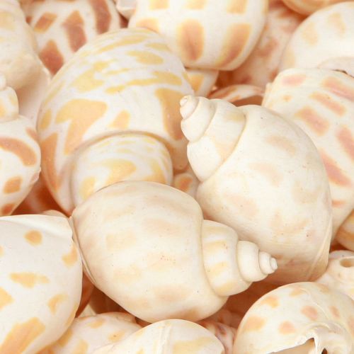 Produkt Ślimaki morskie muszle ślimakowe naturalne morskie 2–4 cm 300 g