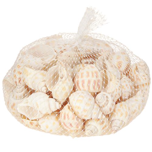 Produkt Ślimaki morskie muszle ślimakowe naturalne morskie 2–4 cm 300 g