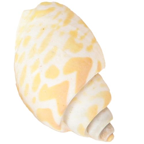 Produkt Ślimaki morskie muszle ślimakowe naturalne morskie 2–4 cm 300 g