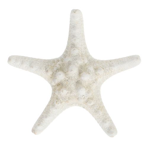 Floristik24 Rozgwiazda 9cm - 11cm biała 20 szt