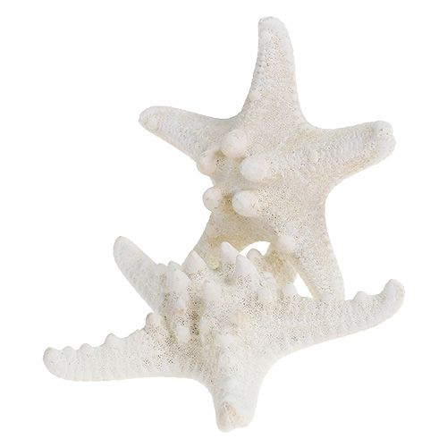 Floristik24 Rozgwiazda 9cm - 11cm biała 20 szt