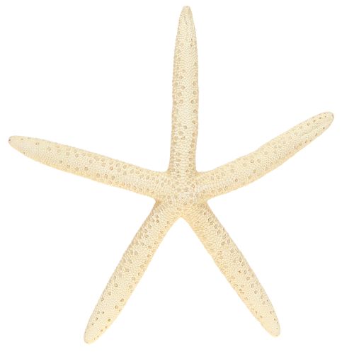 Produkt Dekoracja Rozgwiazda Naturalna Suszona Prawdziwa Rozgwiazda 15-17cm 10szt