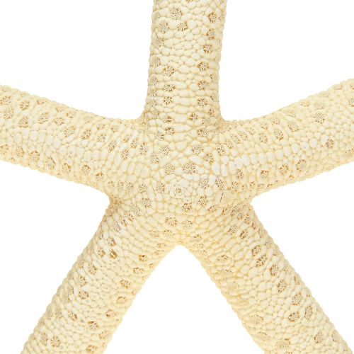 Produkt Dekoracja Rozgwiazda Naturalna Suszona Prawdziwa Rozgwiazda 15-17cm 10szt