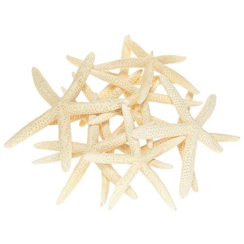 Produkt Dekoracja Rozgwiazda Naturalna Suszona Prawdziwa Rozgwiazda 15-17cm 10szt