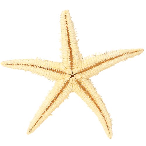 Produkt Rozgwiazda naturalna dekoracja naturalne kolory morskie Ø6,5–8cm 100 szt