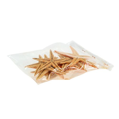 Floristik24 Rozgwiazda suszona 8cm - 10cm 10 szt