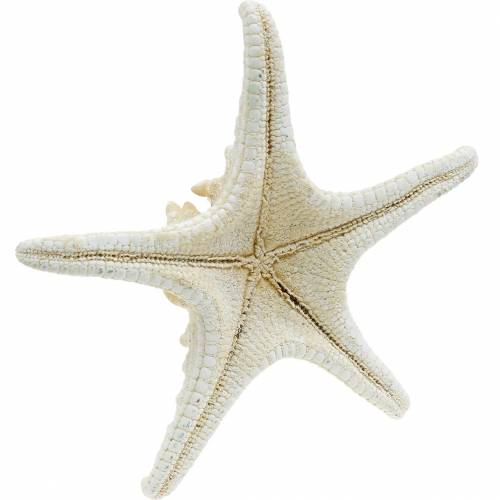 Floristik24 Rozgwiazda naturalna 12-16cm 8 szt