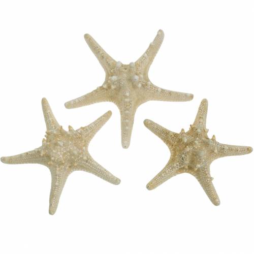 Floristik24 Rozgwiazda naturalna 12-16cm 8 szt