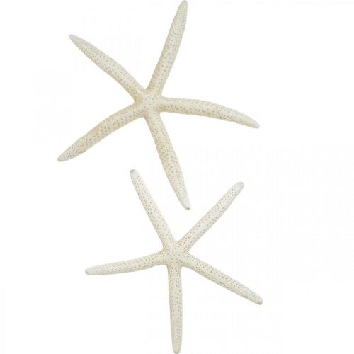 Produkt Dekoracja rozgwiazda biała, dekoracja morska 15-17cm 10szt
