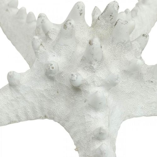 Produkt Dekoracja rozgwiazdy duża suszona biała rozgwiazda nabijana 15-18cm 10 sztuk