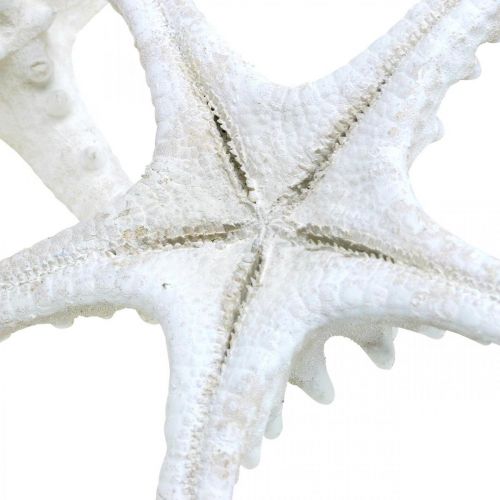 Produkt Dekoracja rozgwiazdy duża suszona biała rozgwiazda nabijana 15-18cm 10 sztuk