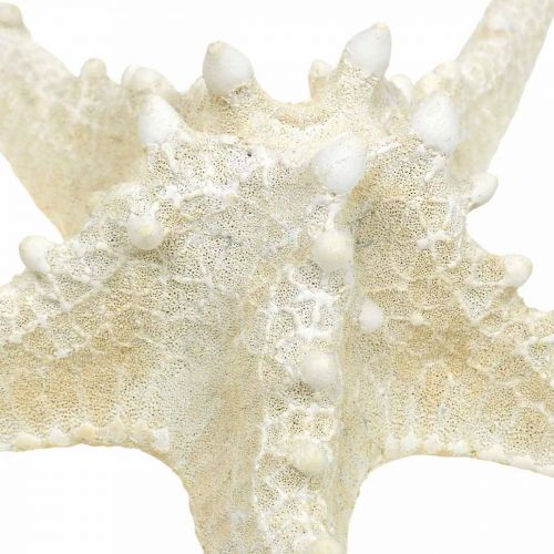 Produkt Rozgwiazda dekoracyjna duża suszona biała nabijana rozgwiazda 19-26cm 5 szt