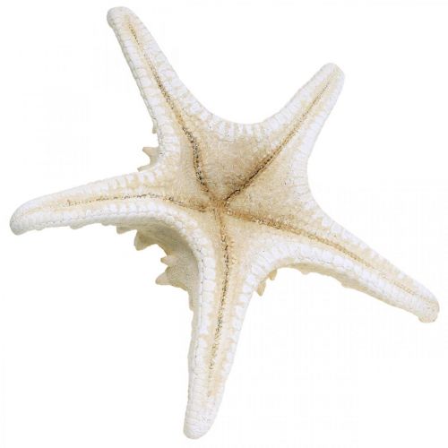 Produkt Rozgwiazda dekoracyjna duża suszona biała nabijana rozgwiazda 19-26cm 5 szt