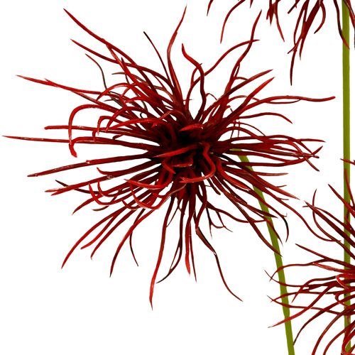 Floristik24 Kwiaty jedwabne Xanthium Bordeaux 64cm 4szt.