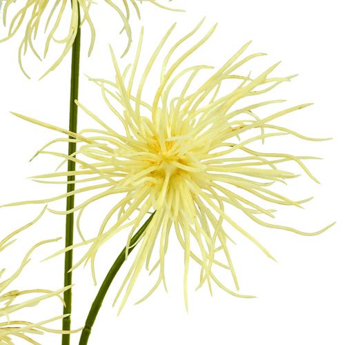 Floristik24 Kwiaty jedwabne Xanthium kremowe 63cm 4szt.