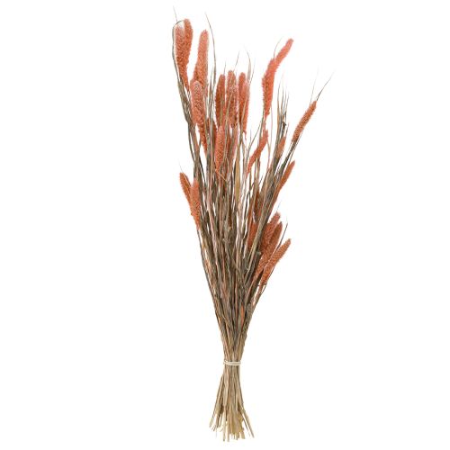 Produkt Setaria włosia jaglana sucha dekoracja łosoś 69cm 70-75g x 2szt
