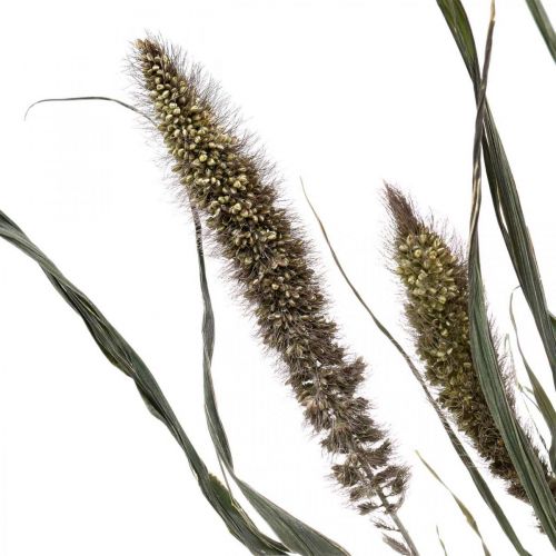 Produkt Suszone Kwiaty Setaria Antracyt Naturalne Włosie Pęczek Prosa 100g