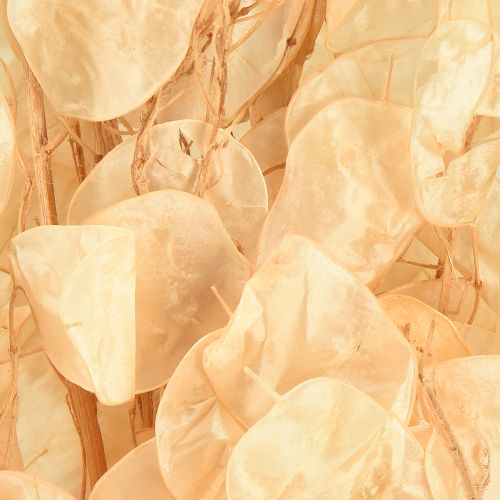 Produkt Suszony liść srebrny Lunaria Champagne 65-70cm 20g