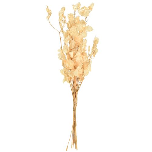 Produkt Suszony liść srebrny Lunaria Champagne 65-70cm 20g