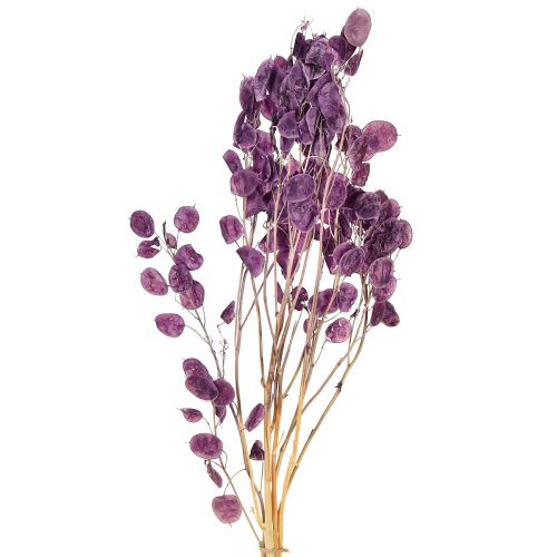 Suszony liść srebrny Lunaria księżycowy fioletowy 65-70cm 20g