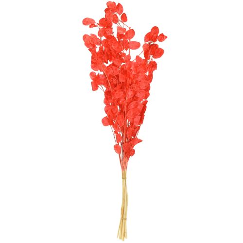 Produkt Suszony liść srebrny Lunaria czerwony 65-70cm 20g