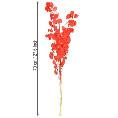 Produkt Suszony liść srebrny Lunaria czerwony 65-70cm 20g