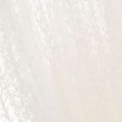 Produkt Suszone kwiaty, srebrzysta trawa. Elegancka, naturalna dekoracja do domu i biura. 70 cm, 10 sztuk.