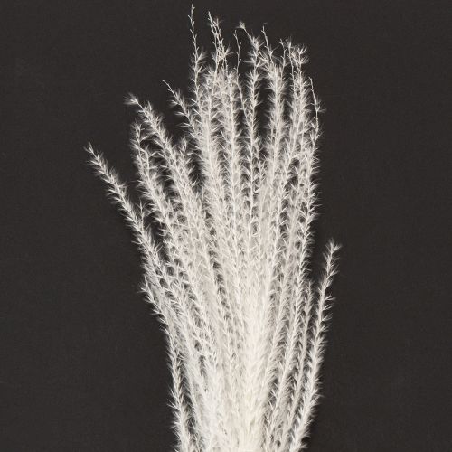 Produkt Suszone kwiaty, srebrzysta trawa. Elegancka, naturalna dekoracja do domu i biura. 70 cm, 10 sztuk.