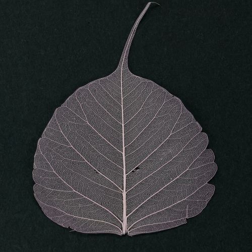 Produkt Liście szkieletowe Bodhi liście szkieletowe fioletowe 5-15cm 200 szt.