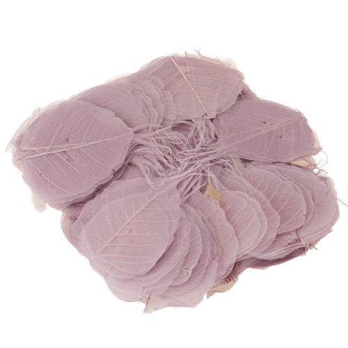 Produkt Liście szkieletowe Bodhi liście szkieletowe fioletowe 5-15cm 200 szt.