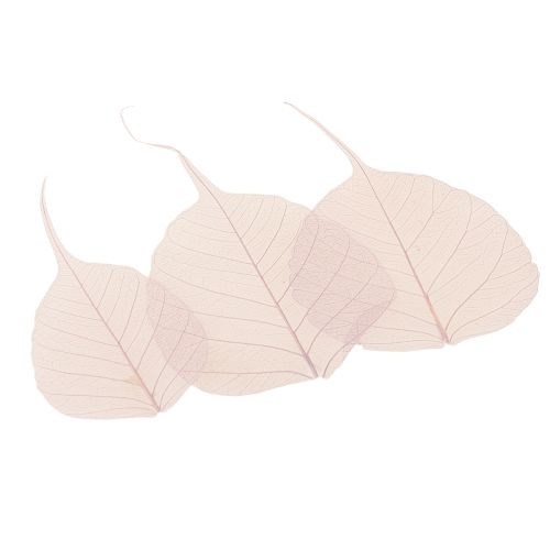 Produkt Liście szkieletowe Bodhi liście szkieletowe fioletowe 5-15cm 200 szt.
